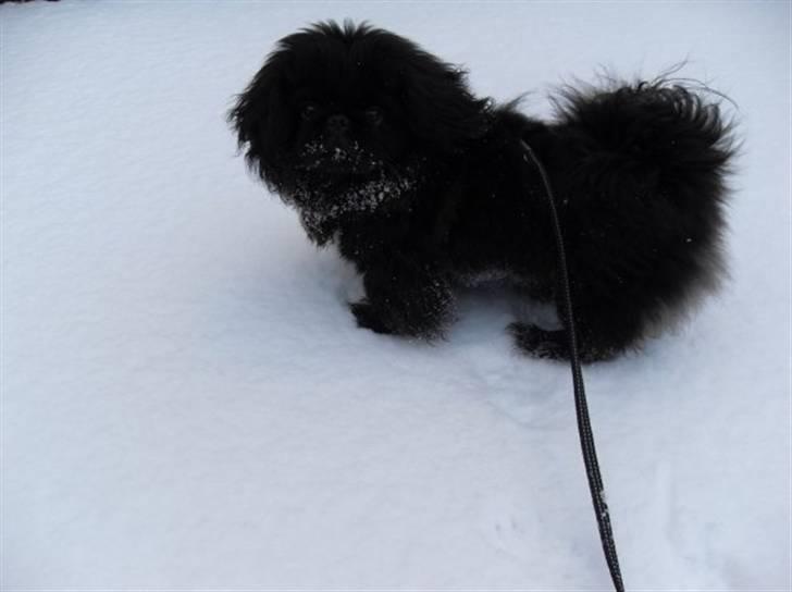 Pekingeser Muggi billede 2