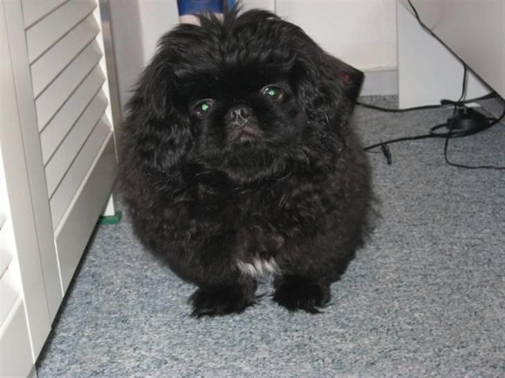Pekingeser Muggi billede 3