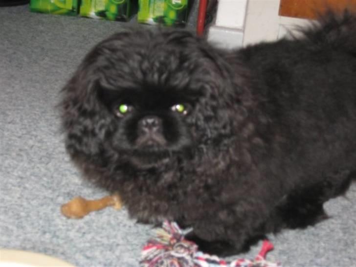 Pekingeser Muggi billede 4