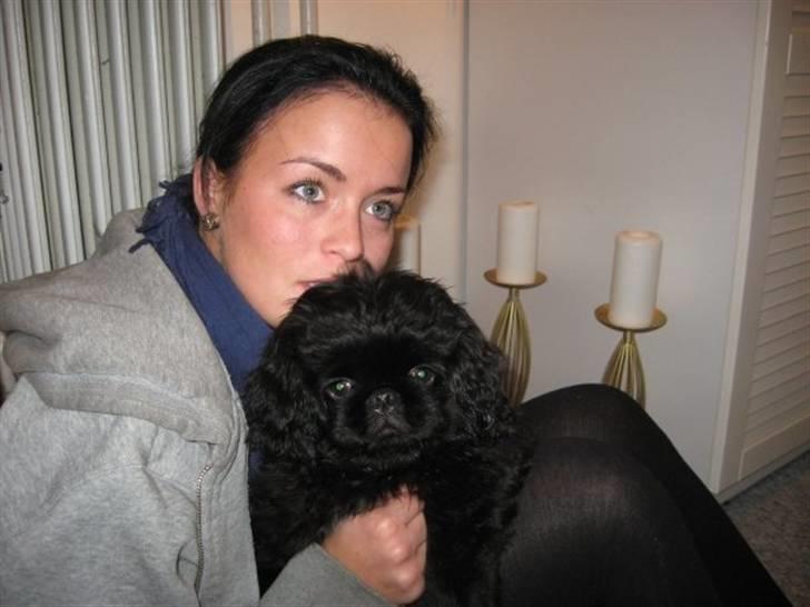 Pekingeser Muggi billede 7