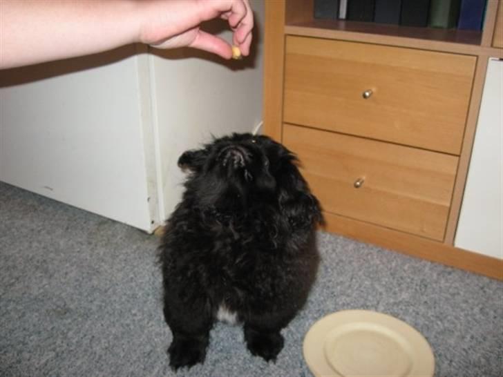 Pekingeser Muggi - Han prøver og prøver, men lærte det ikke ;-) billede 8