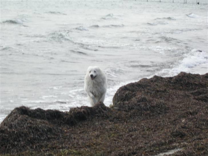 Samojedhund Tyson - " Ja ja jeg kommer nu" billede 12