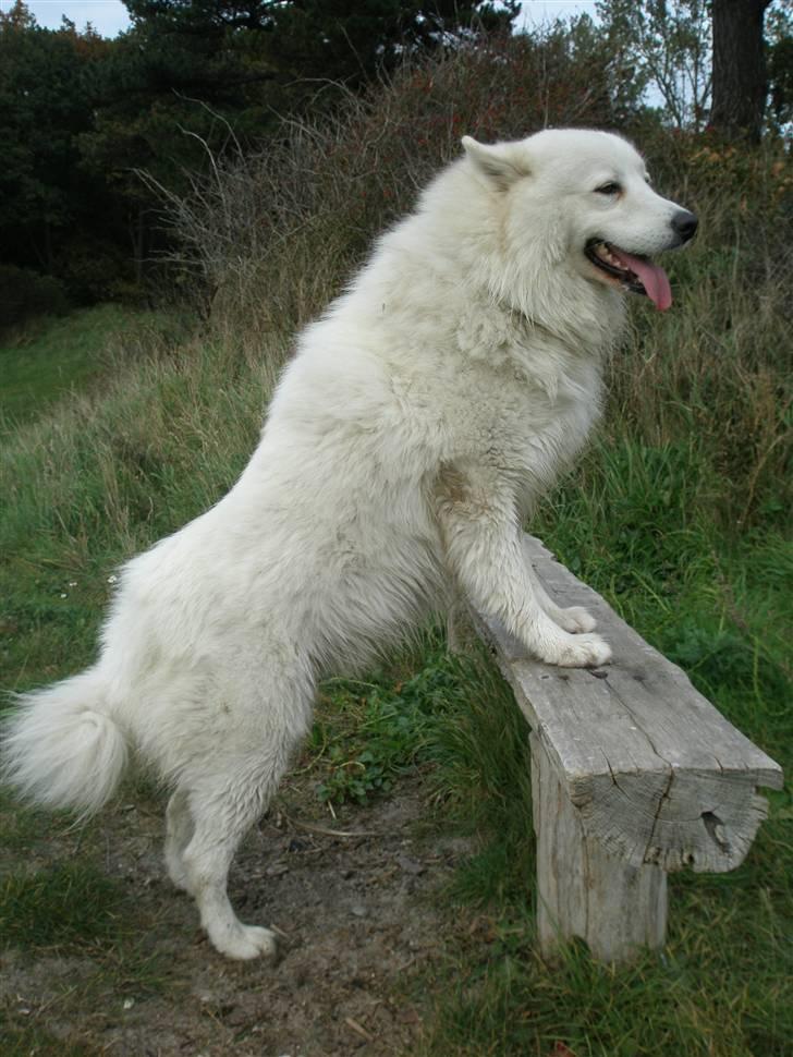 Samojedhund Tyson - så smuk.. billede 13