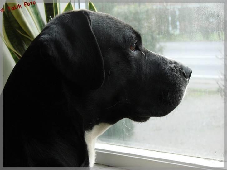 Blanding af racer Naja - Yep.. Så stor er jeg altså nu.. Naja i profil d. 23/12-08  billede 10