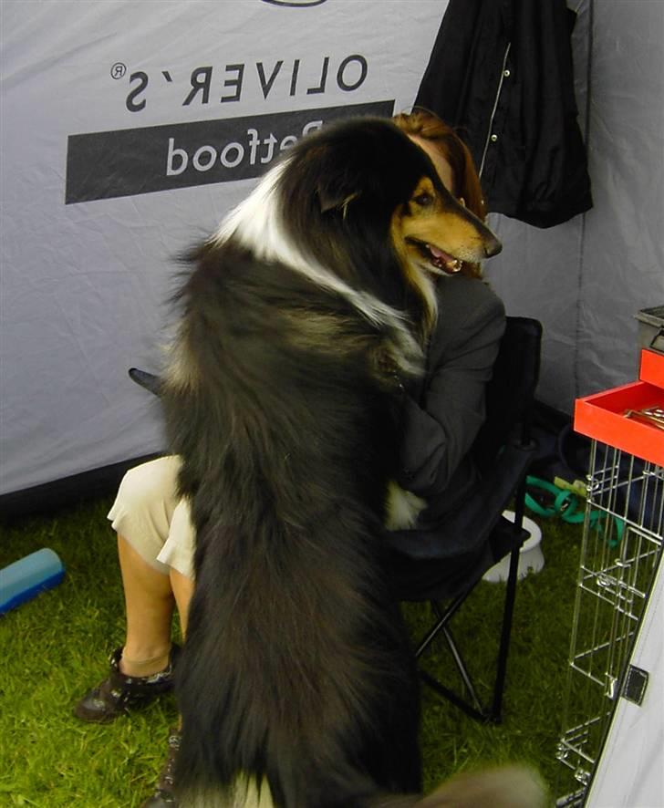 Collie langhåret Nicki billede 1