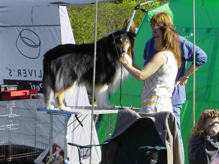Collie langhåret Nicki billede 2
