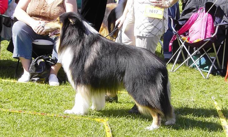 Collie langhåret Nicki billede 3