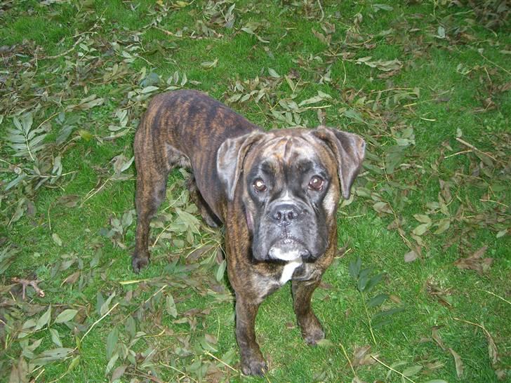 Boxer *Mila* (4/11-07-11/5-09) billede 1