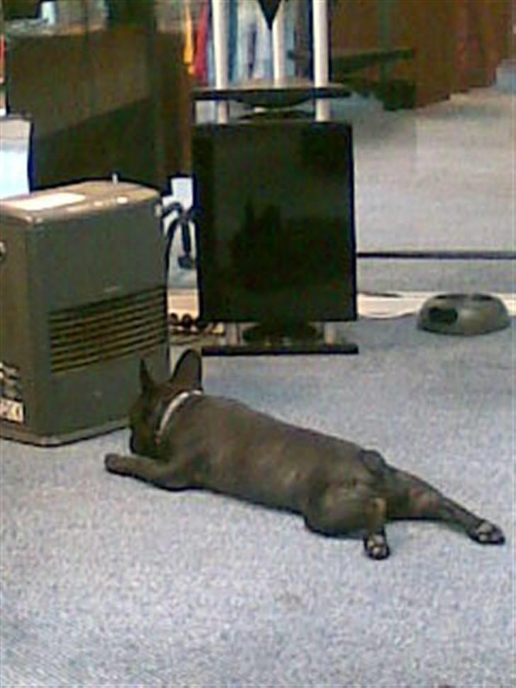 Fransk bulldog Toby 3-benet R.I.P - Jeg elsker bare varme :) billede 10