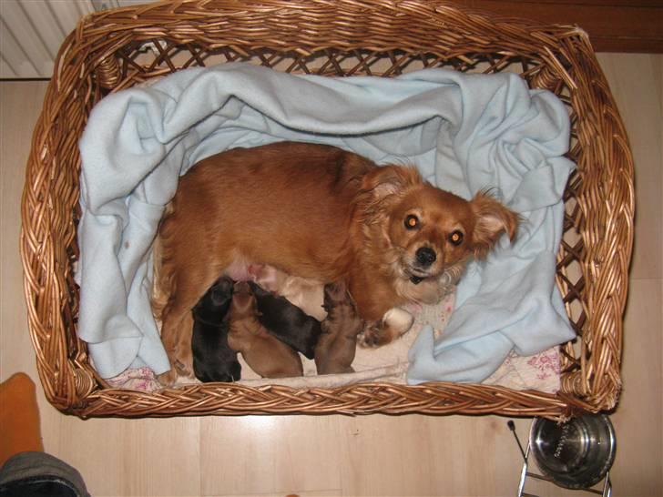 Blanding af racer molly billede 10