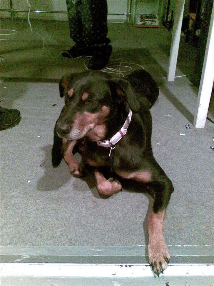 Blanding af racer Laika - Jeg sidder op og sover :)  billede 8