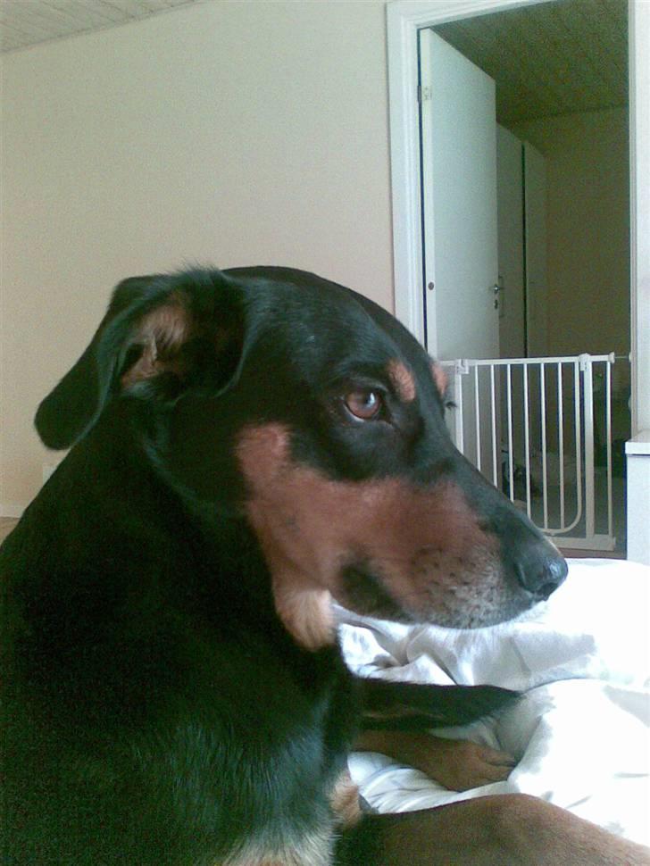 Blanding af racer Laika billede 9