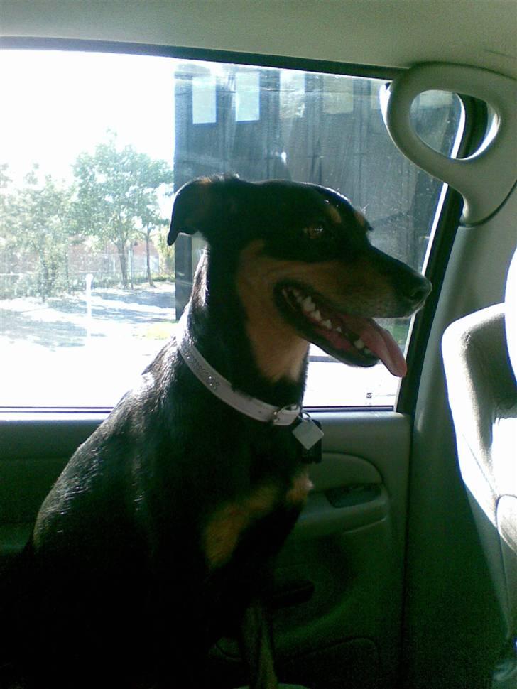 Blanding af racer Laika billede 11
