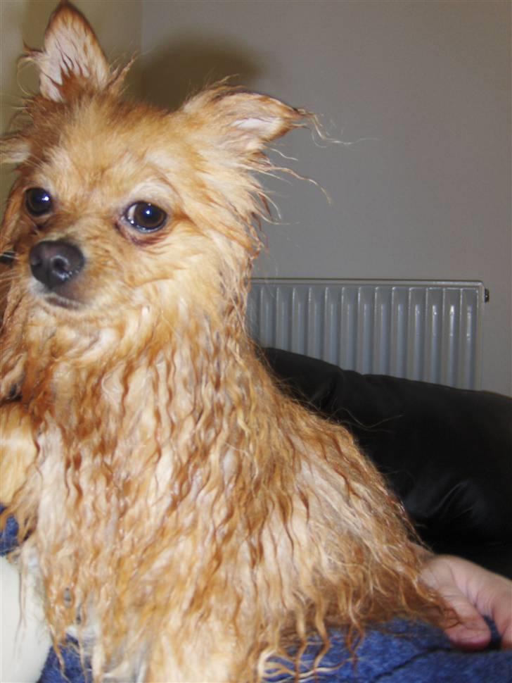 Pomeranian Svendsen - jeg HADER bad... billede 14