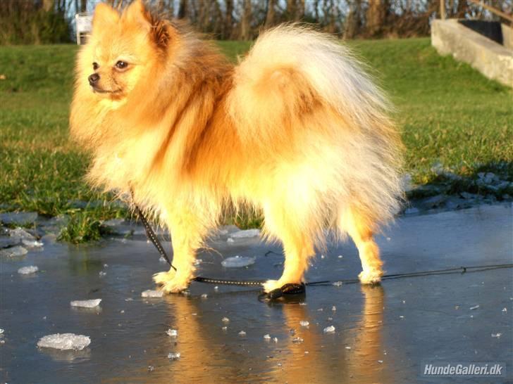 Pomeranian Svendsen - 1 år billede 15