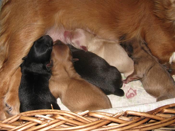 Blanding af racer molly billede 12