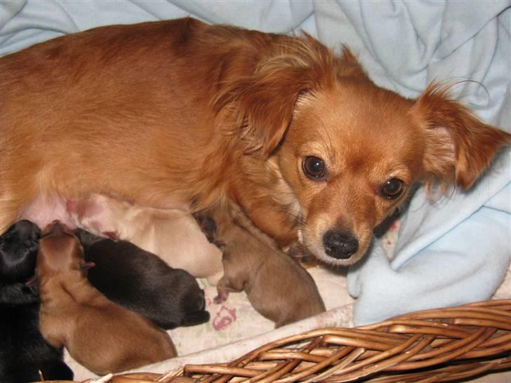 Blanding af racer molly billede 13