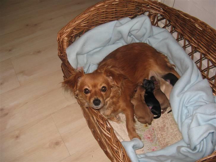 Blanding af racer molly billede 14