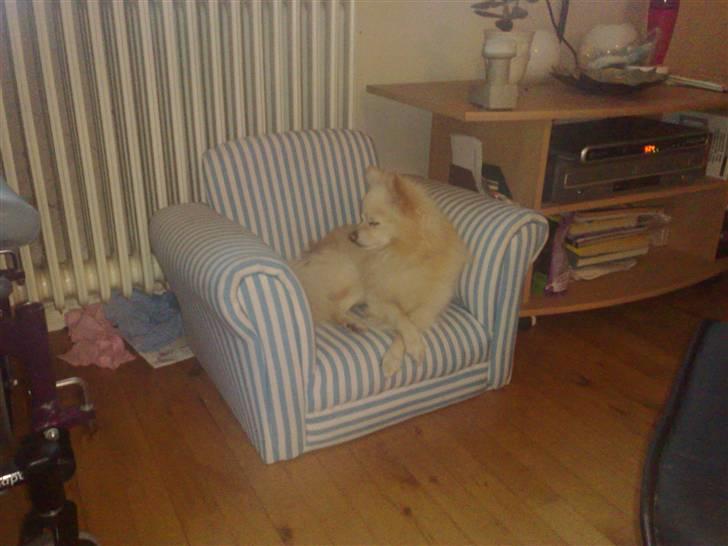 Pomeranian Calle - Jeg snupper lige en lur i min legekamerats stol.  billede 7