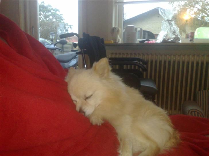 Pomeranian Calle - Det er godt med en BUTTET mor så der er noget og putte ved. billede 8