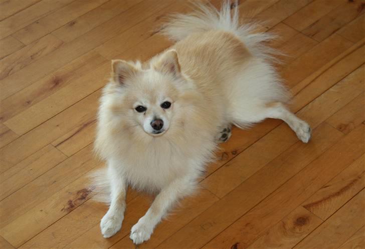 Pomeranian Calle - Så tager man sig lige en slapper IGEN HI HI. billede 9