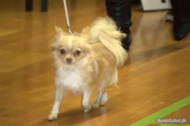 Chihuahua Rødebro´s Mitzi *DKCH - DECH* - Fladså april 2011. billede 2