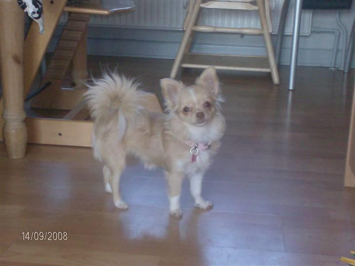 Chihuahua Rødebro´s Mitzi *DKCH - DECH* - Smukke Mitzi. billede 3