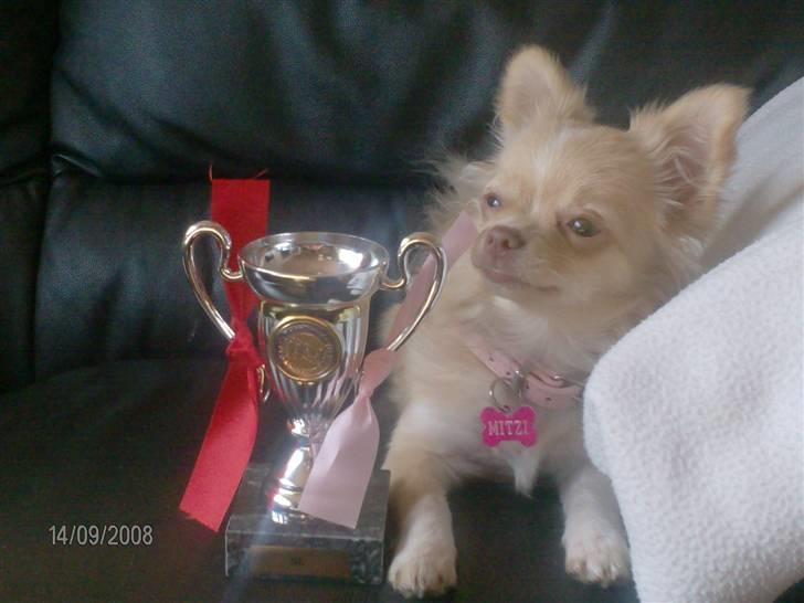 Chihuahua Rødebro´s Mitzi *DKCH - DECH* - Sidder lige her med mit trofæ og ser lidt selvfed ud:-)) billede 4