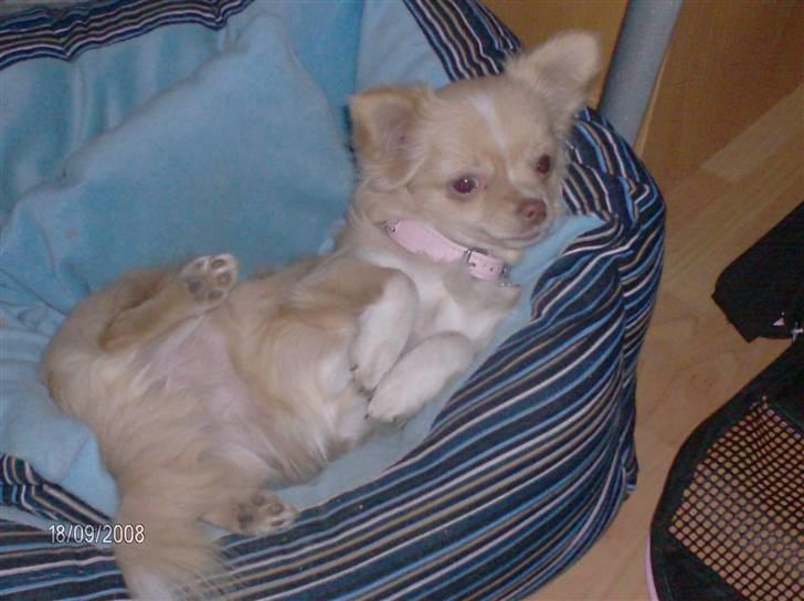 Chihuahua Rødebro´s Mitzi *DKCH - DECH* - Skal vi kæle nu?? billede 5