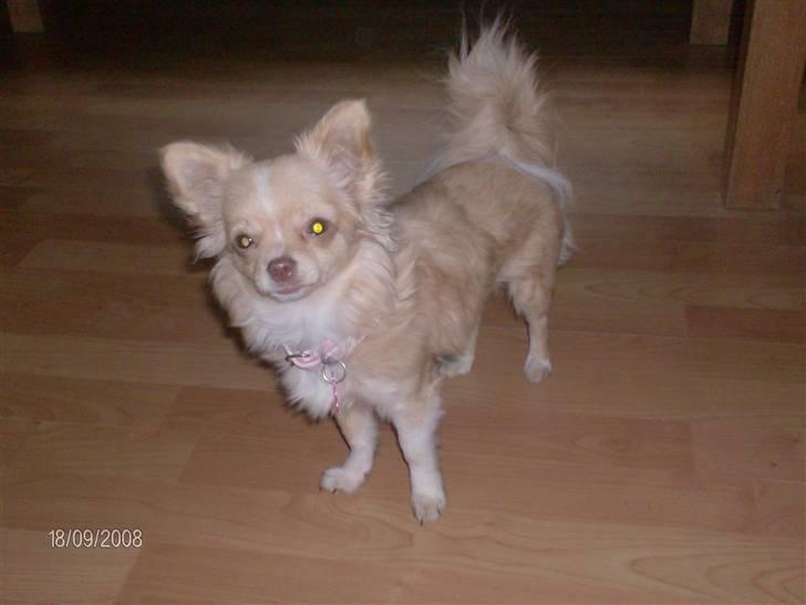 Chihuahua Rødebro´s Mitzi *DKCH - DECH* - Smukke Mitzi, ude på narrestreger. billede 6