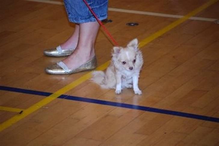 Chihuahua Rødebro´s Mitzi *DKCH - DECH* - " Skal vi ikke tage denne smutvej ud af ringen mor" billede 7