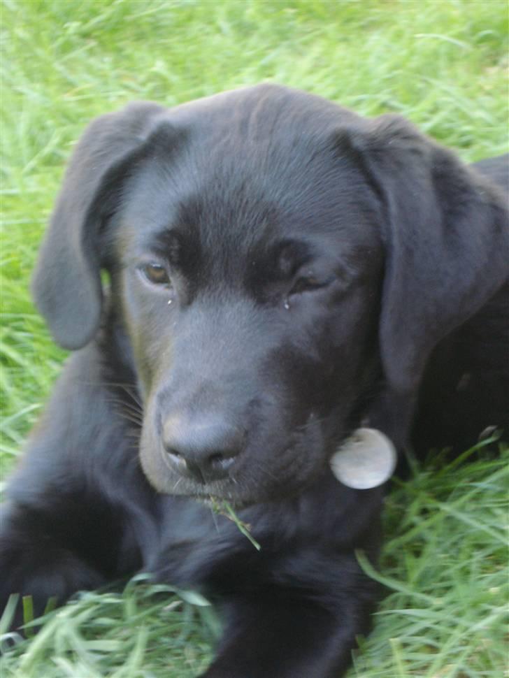 Labrador retriever Asta - Asta ligger på græsplænen og slapper af. billede 1