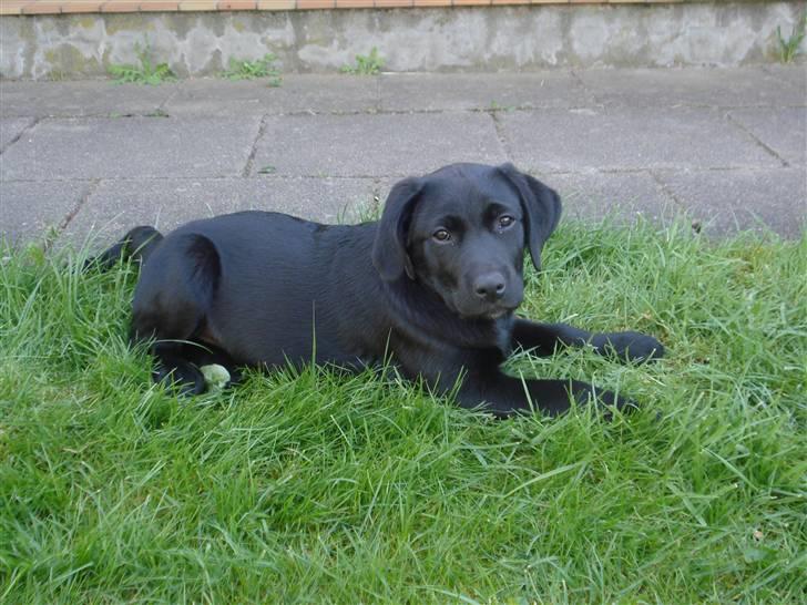 Labrador retriever Asta - Er jeg ikke sød ?? billede 2