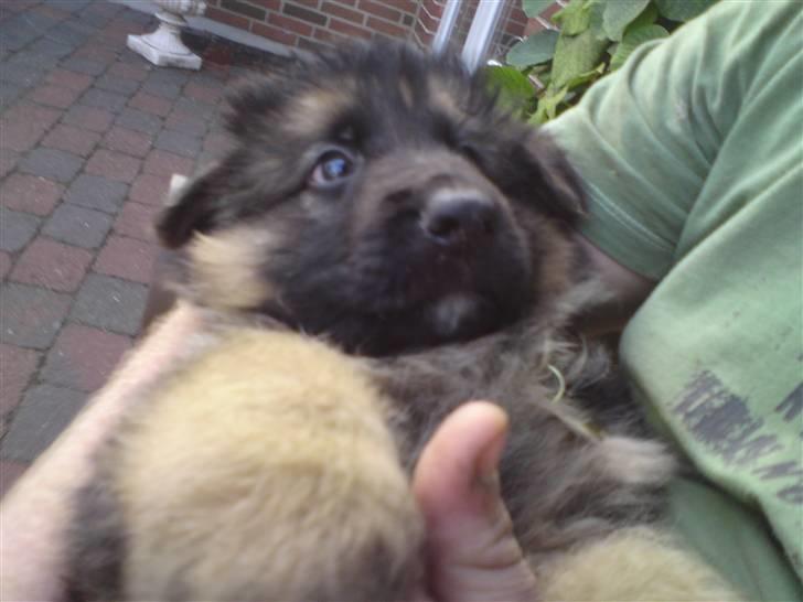 Schæferhund Dexter nyt hjem billede 2