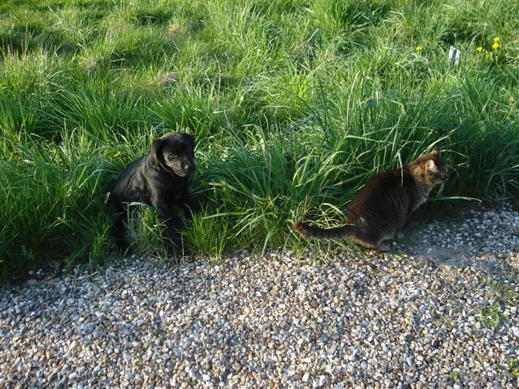 Labrador retriever Asta - Jeg vil så gerne lege med katten... billede 3