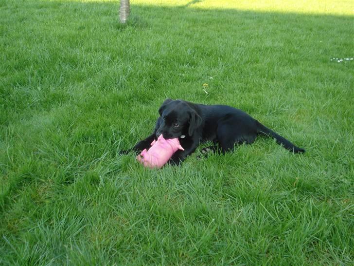 Labrador retriever Asta - Grisen var hendes bedste legetøj... Så længe hun havde den. billede 4