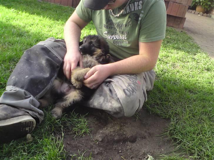 Schæferhund Dexter nyt hjem billede 3