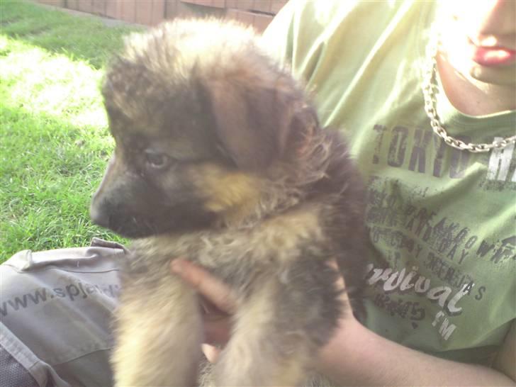 Schæferhund Dexter nyt hjem - 4 uger billede 4