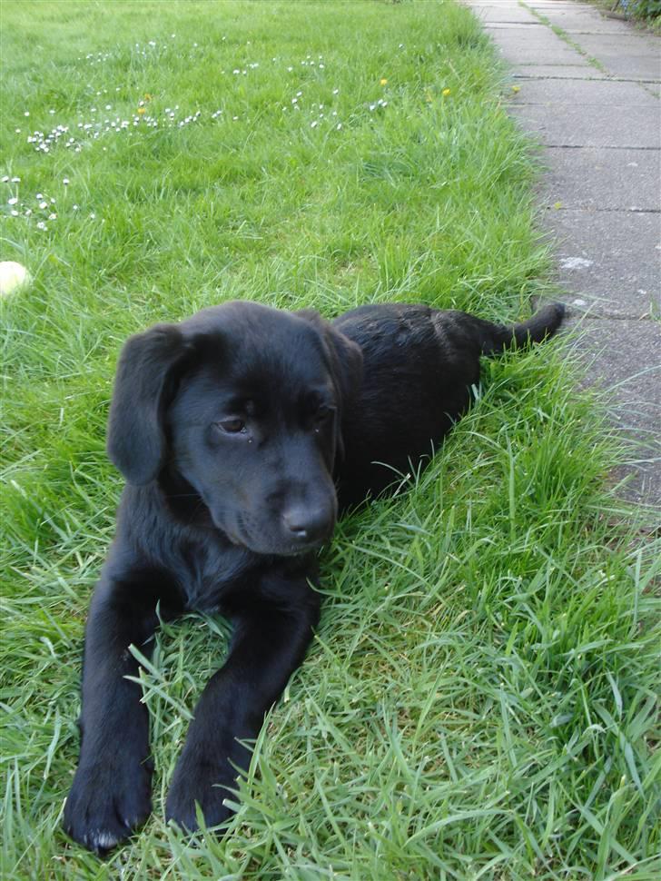 Labrador retriever Asta billede 5