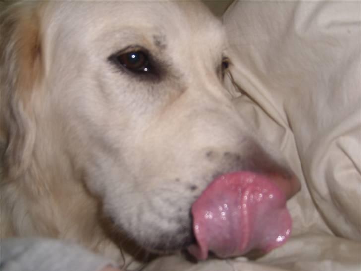 Golden retriever Woodstar Cassie - min næse driller mig. billede 1