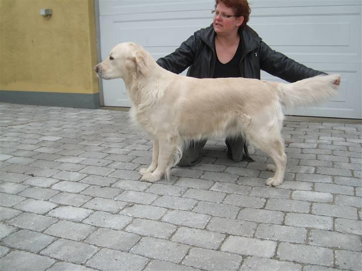Golden retriever Woodstar Cassie billede 2