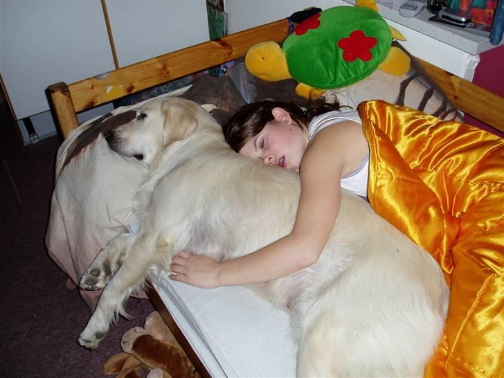 Golden retriever Woodstar Cassie - Vi var begge lidt syge så vi vil sove lidt.  billede 3