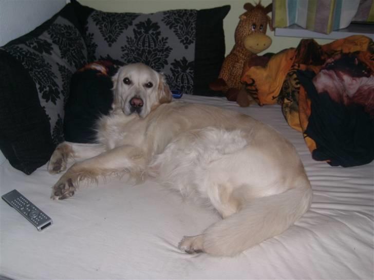 Golden retriever Woodstar Cassie billede 4