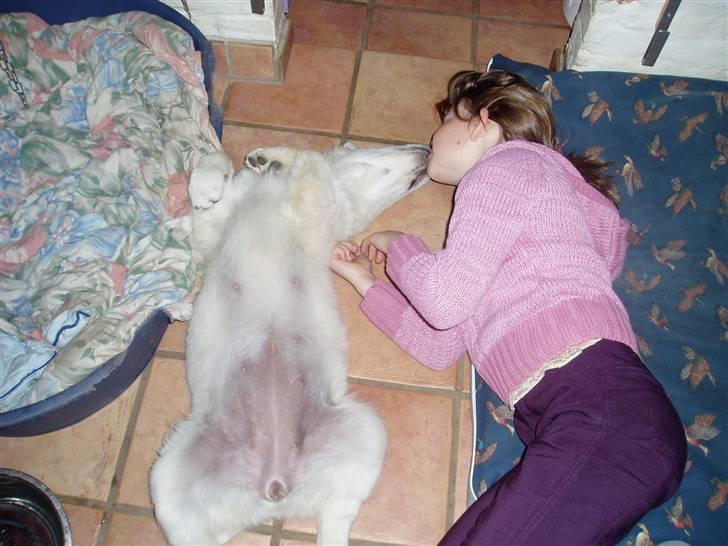 Golden retriever Woodstar Cassie billede 5