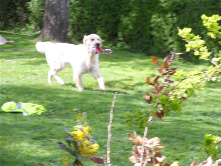 Golden retriever Woodstar Cassie billede 6