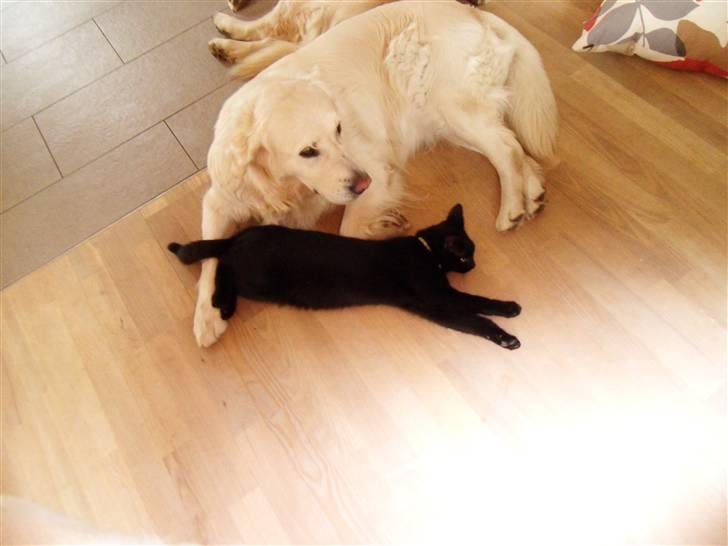 Golden retriever Woodstar Cassie billede 7