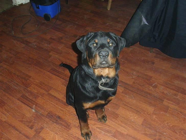Rottweiler Mantos *RIP* billede 17