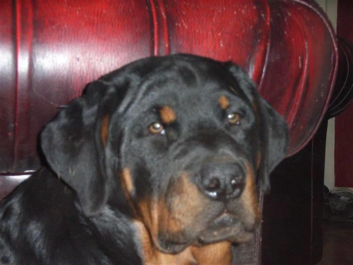 Rottweiler Mantos *RIP* billede 18