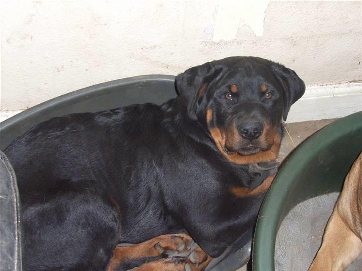 Rottweiler Mantos *RIP* billede 19