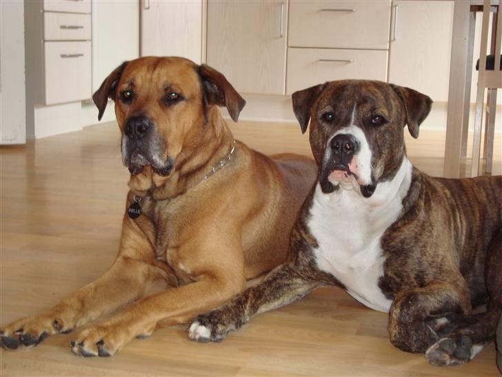 Blanding af racer Cosmo - Storebror og lillebror :)  billede 11